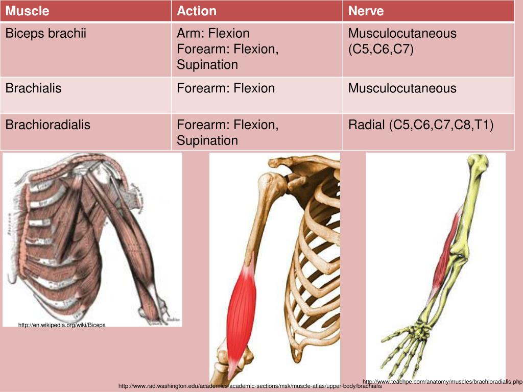 Supination, Orthopedia Wiki