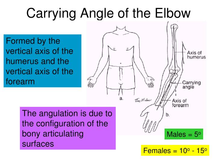 Ppt Upper Limb Powerpoint Presentation Id2188504