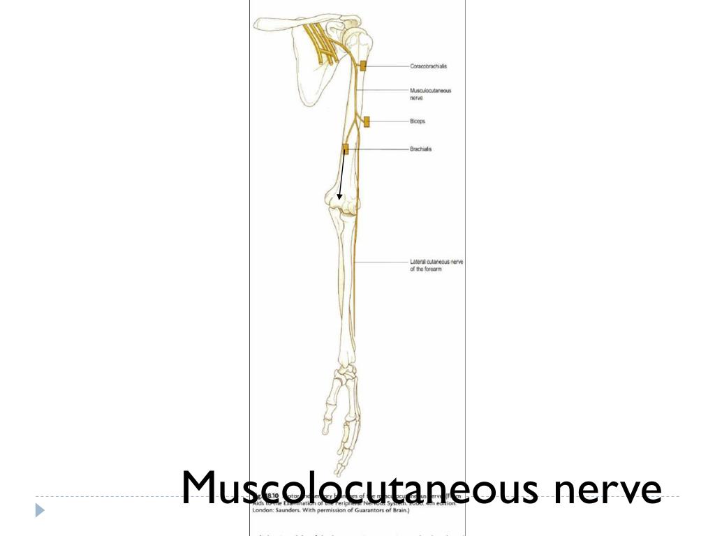 PPT - Nerves of the upper limbs PowerPoint Presentation, free download