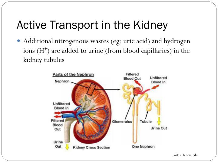 PPT Maintaining a Balance Topic 16 The Kidneys PowerPoint