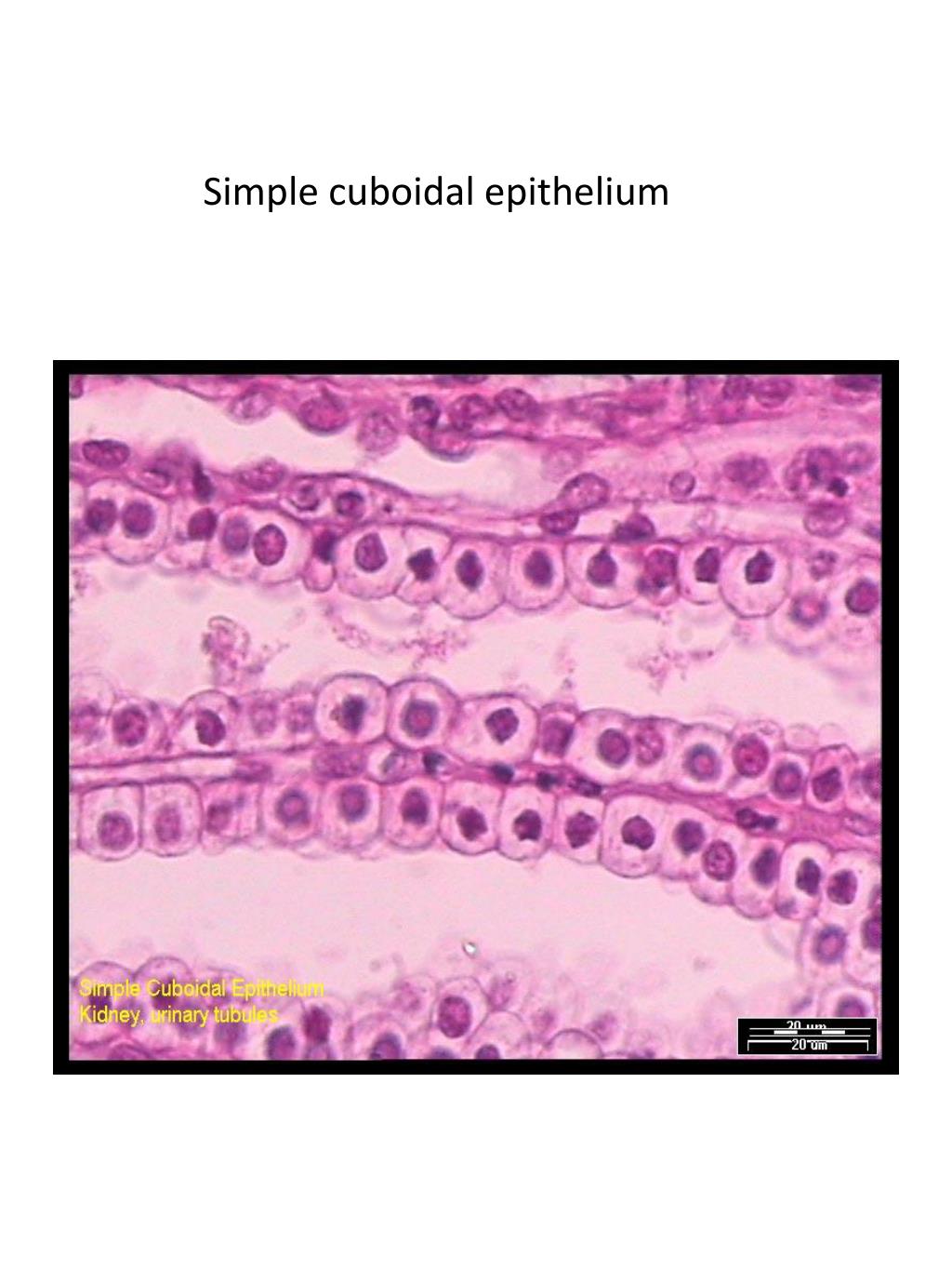 PPT Tissue divided into four subtypes Epithelial tissue covers and