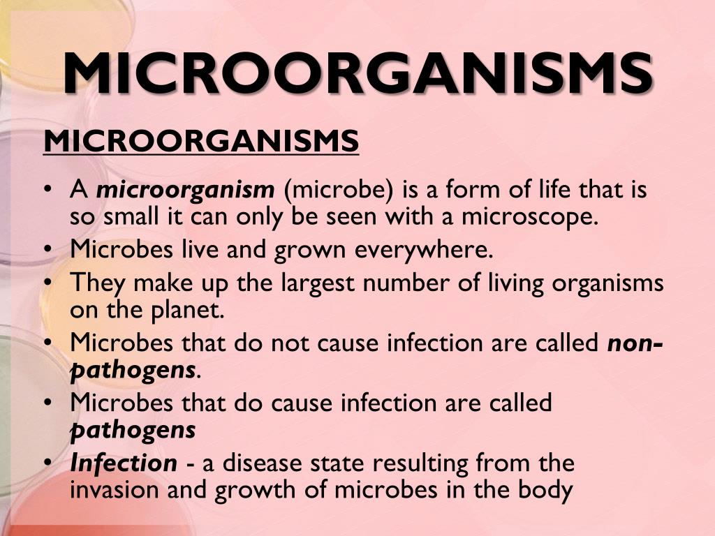 role of microorganisms presentation