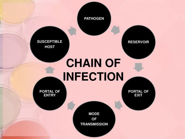 PPT - MICROORGANISMS PowerPoint Presentation - ID:2188967