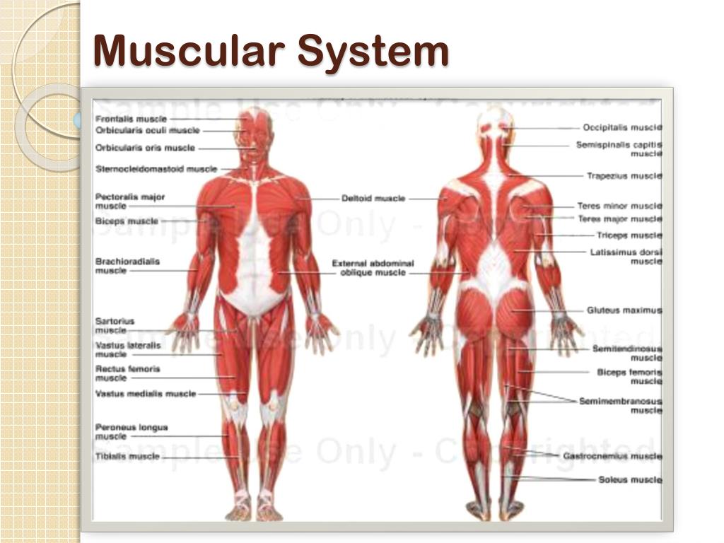 muscular system presentation