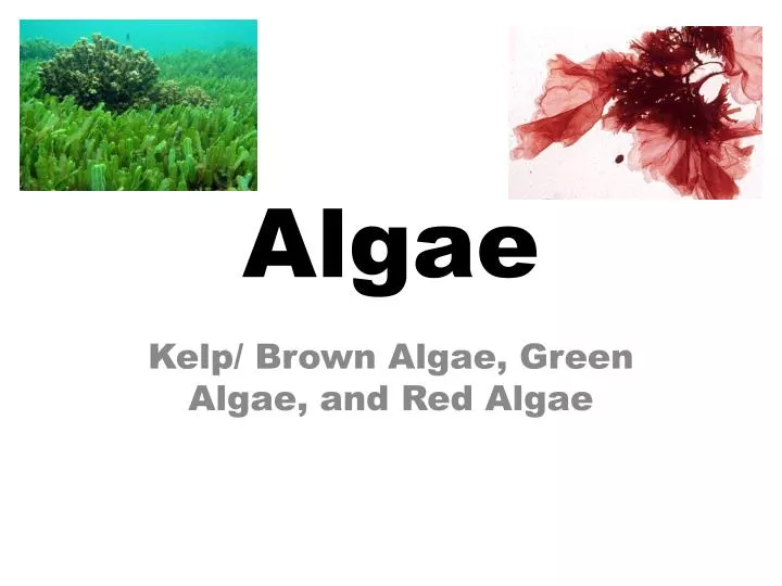 ppt-algae-powerpoint-presentation-free-download-id-2189520