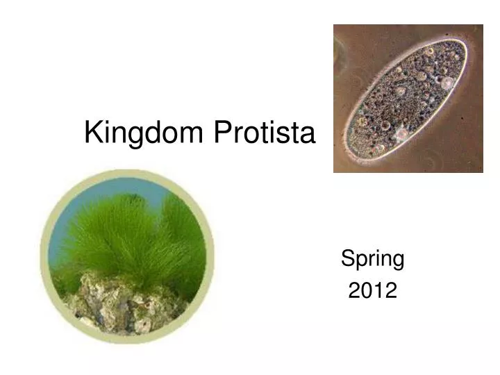 PPT - Kingdom Protista PowerPoint Presentation - ID:2189677