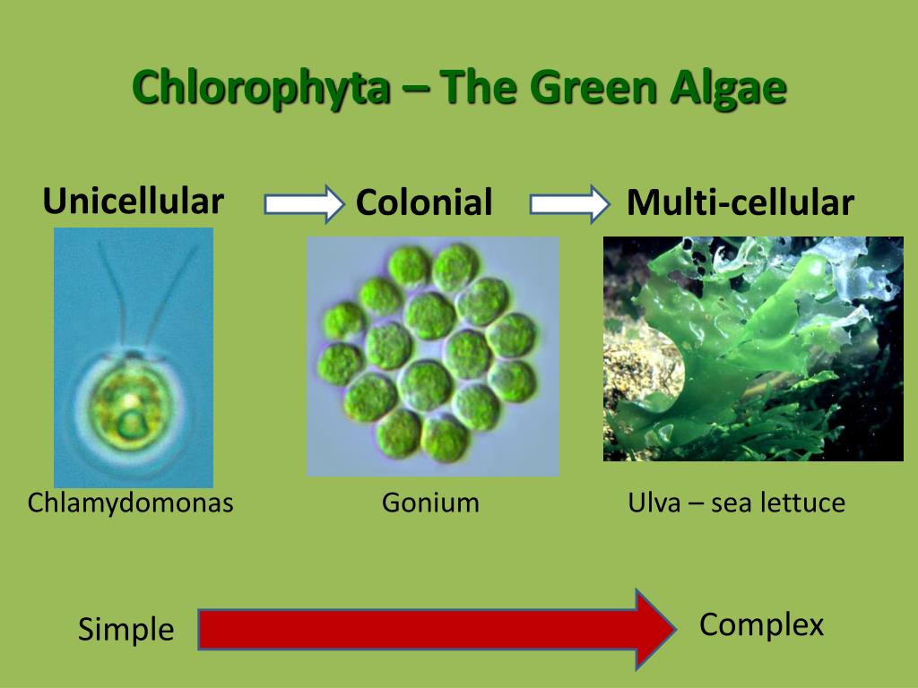 Chlorophyta