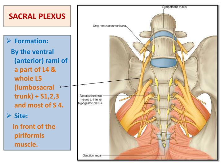 PPT - SACRAL PLEXUS FEMORAL & SCIATIC NERVES PowerPoint Presentation