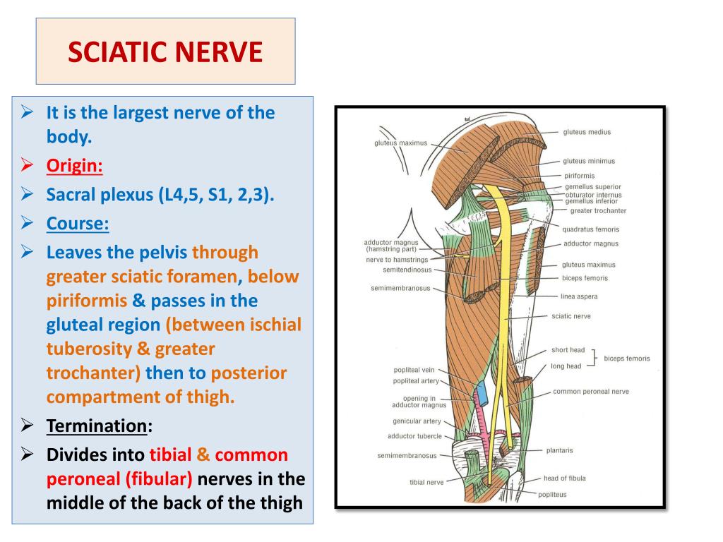 Sciatic Nerve And Femoral Nerve