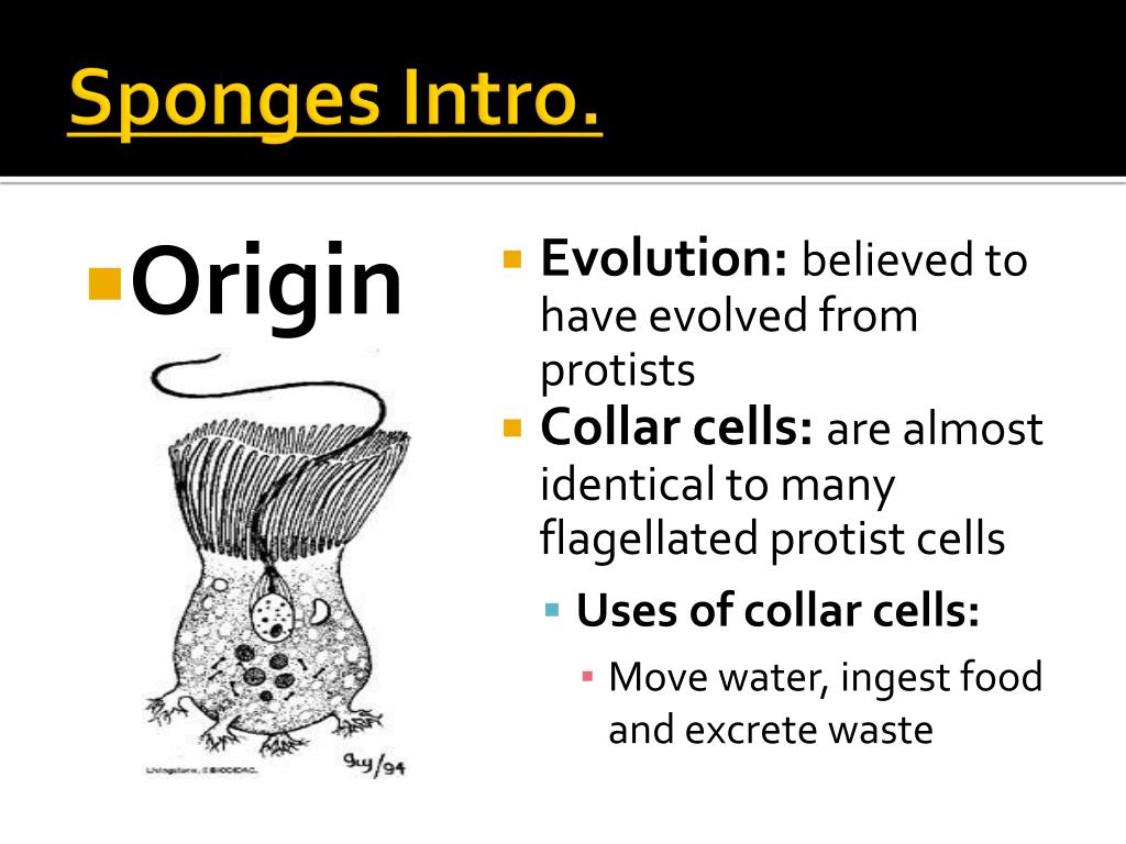 How does sponges obtain food How does sponges organism move