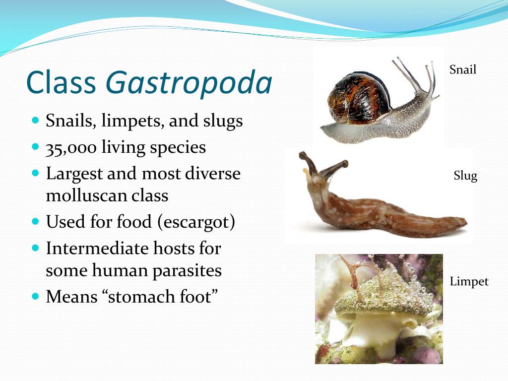PPT - Phylum Mollusca PowerPoint Presentation, free download - ID:2190236
