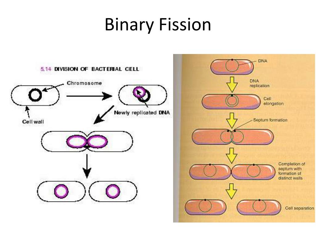 Fission перевод. Binary Fission. Binary Fission of bacteria. Steps of binary Fission. Whats binary Fission.