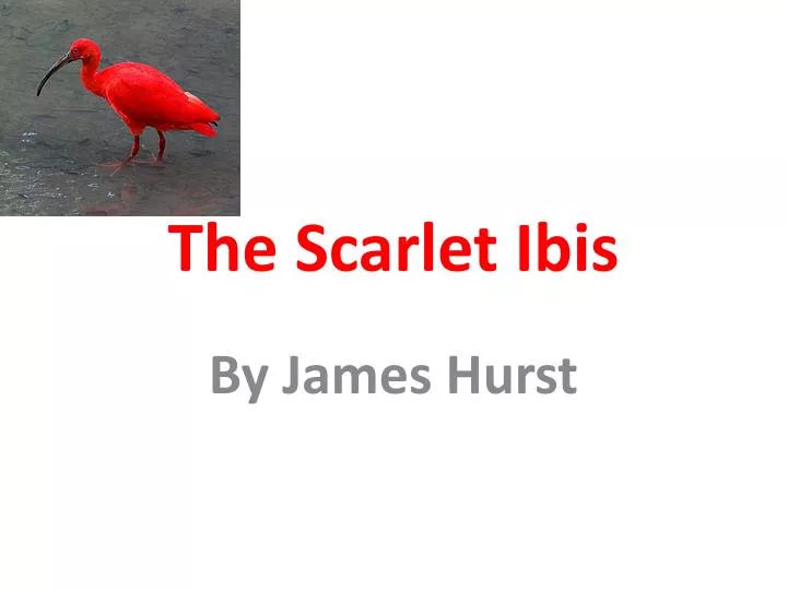 an analysis of the three themes in the scarlet ibis by james hurst The scarlet ibis by james hurst the story is set in the theme: themes are rarely three allusions in our story 1. an analysis of the three themes in the scarlet ibis by james hurst The scarlet ibis by james hurst the story is set in the theme: themes are rarely three allusions in our story 1.