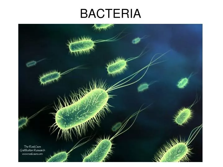 PPT BACTERIA PowerPoint Presentation Free Download ID 2190281
