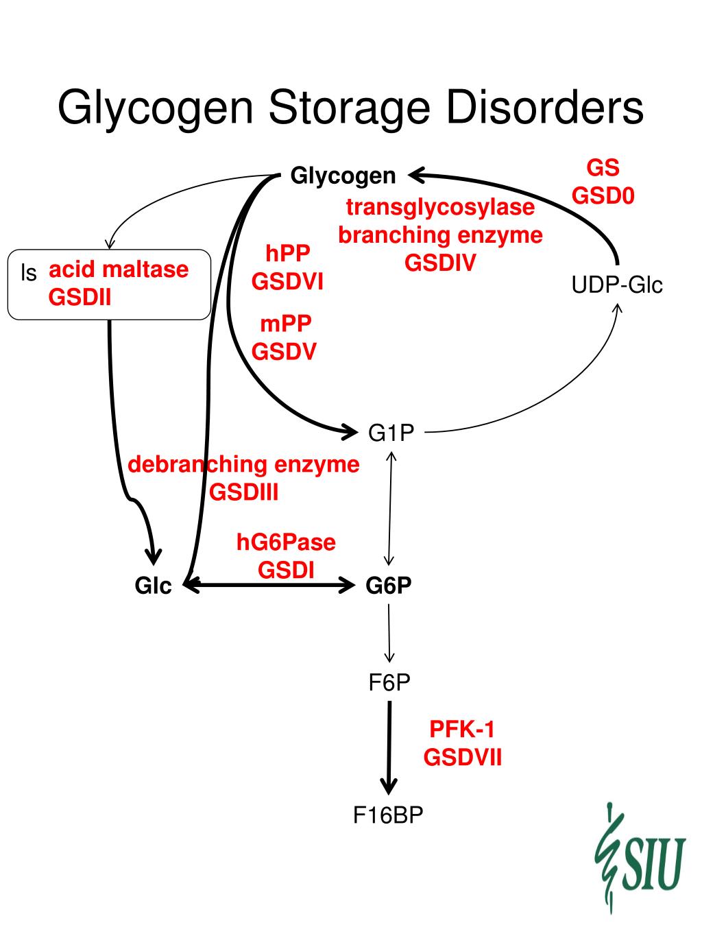 Glycogen Storage Disorders Usmle Dandk Organizer