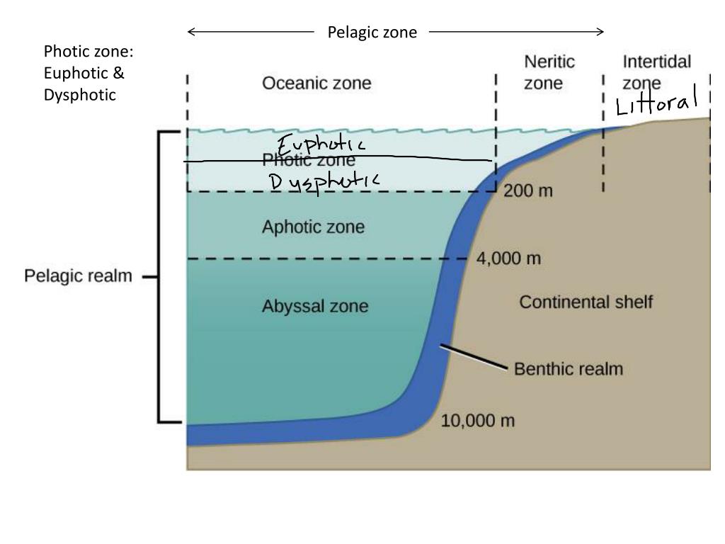 ppt photic zone euphotic dysphotic powerpoint presentation id pelagic zone