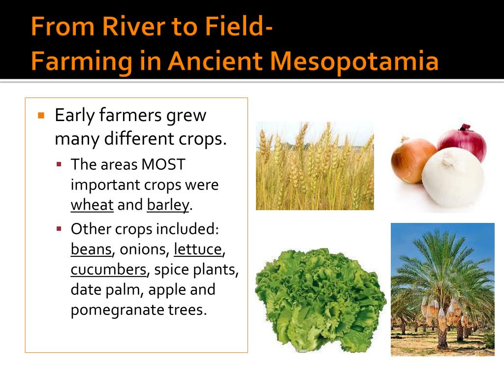 Crops Grown In Mesopotamia crops-grown-in-mesopotamia