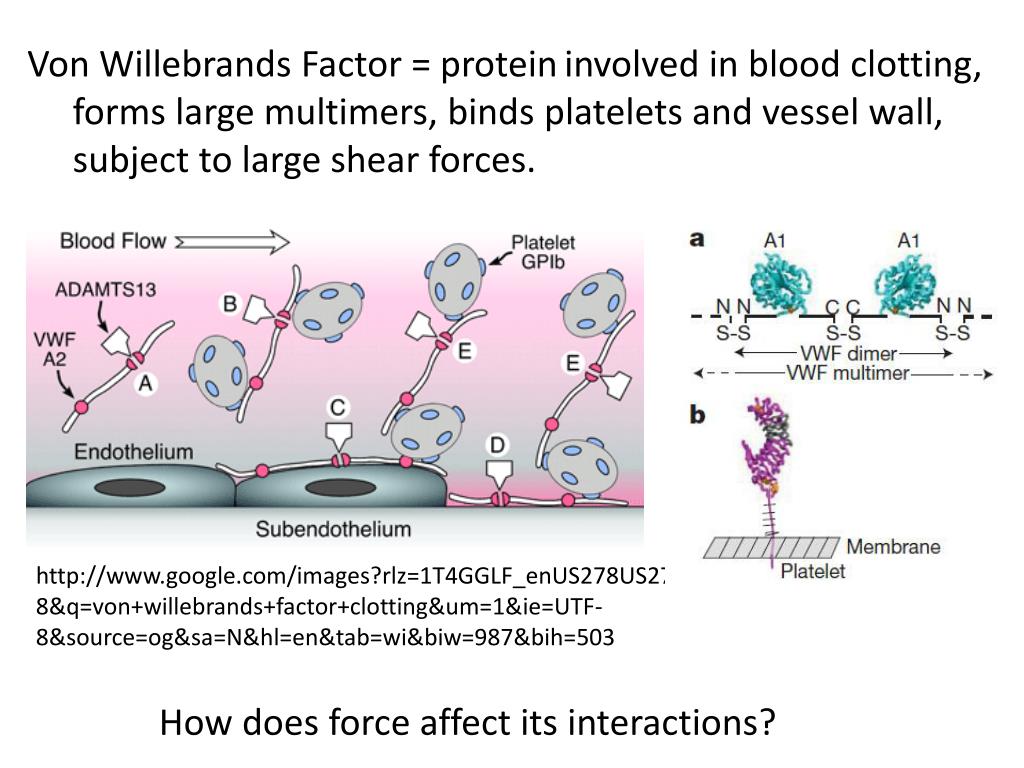 PPT - Von Willebrands Factor = protein involved in blood clotting ...
