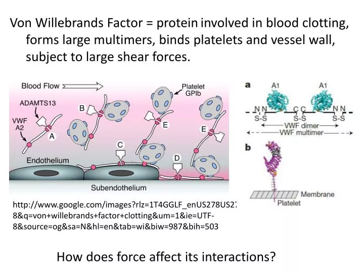 PPT - Von Willebrands Factor = protein involved in blood clotting ...