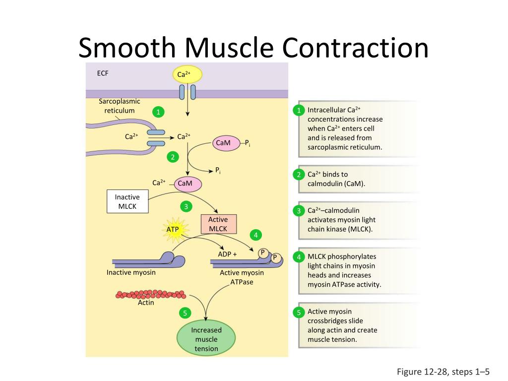 Fluent перевод. Smooth muscle contraction. Smooth muscle Cell contraction. Muscle contraction mechanism. Smooth muscle contraction mechanism.