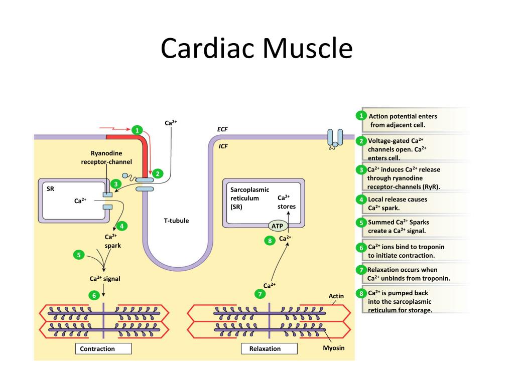 PPT - WINDSOR UNIVERSITY SCHOOL OF MEDICINE PowerPoint Presentation ...