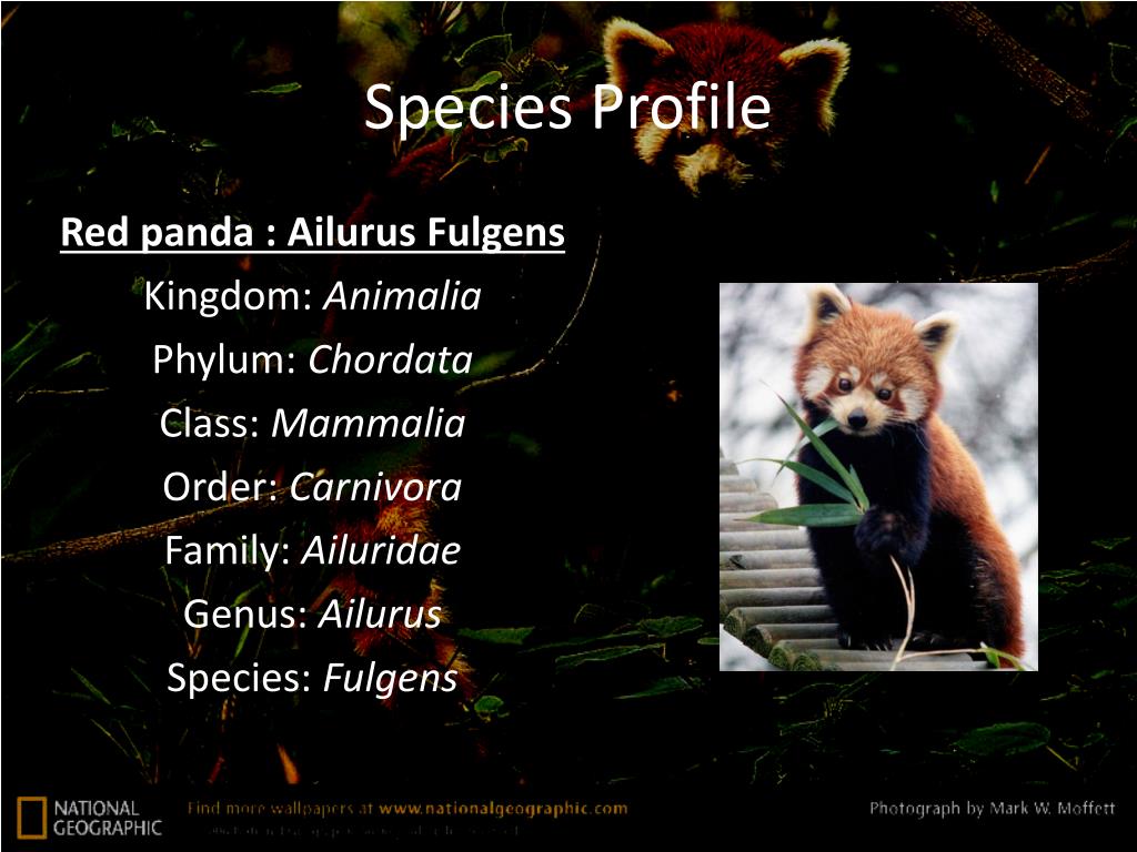 PPT - Endangered Species : Red Panda (Ailurus Fulgens) PowerPoint  Presentation - ID:2192389