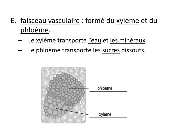 PPT B. Anatomie végétale PowerPoint Presentation ID2192446 — free download