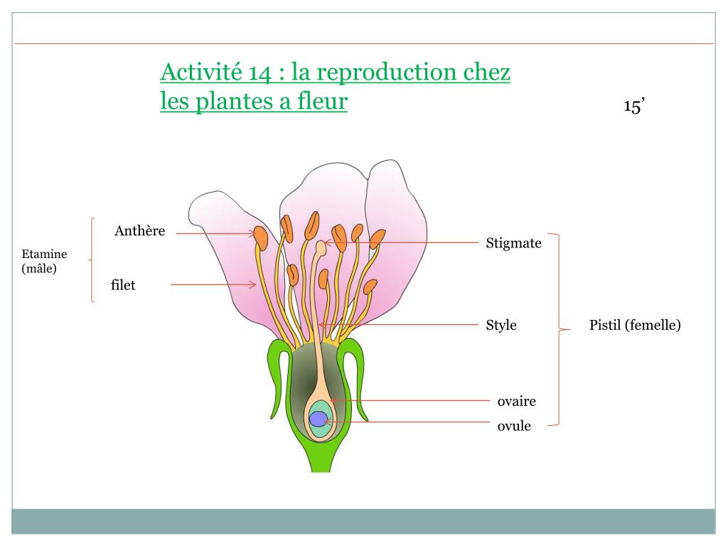 Ppt Activité 14 La Reproduction Chez Les Plantes A Fleur Powerpoint Presentation Id2192545 0763