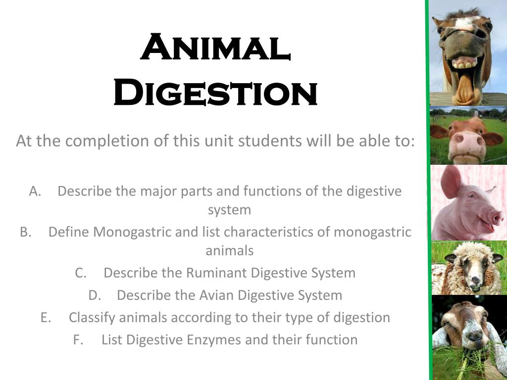 PPT - Animal Digestion PowerPoint Presentation, free download - ID:2192572