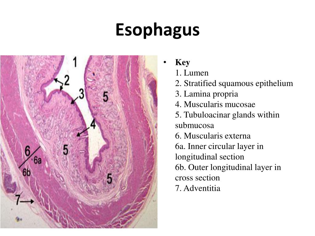 PPT - Esophagus histology PowerPoint Presentation, free download - ID