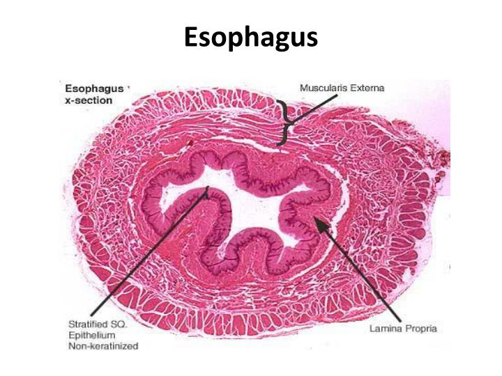PPT Esophagus histology PowerPoint Presentation ID2193418
