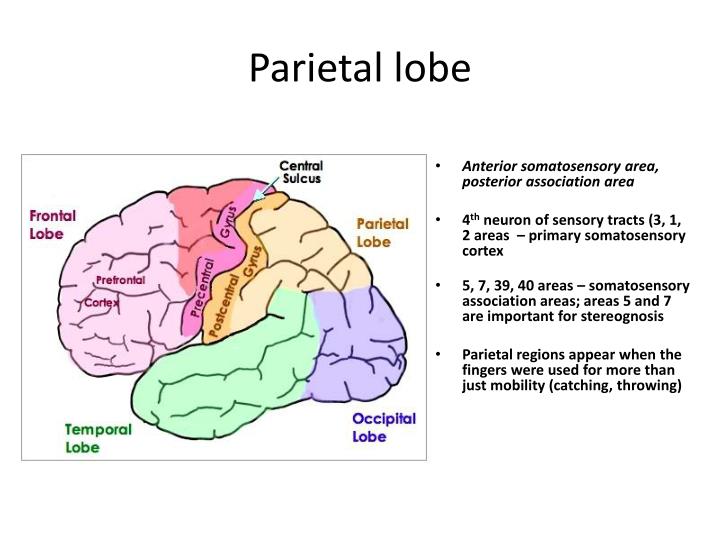 Anatomy Brain Parietal Lobe Functions PPT Somewhere Over The Anatomy Brain Parietal Lobe Functions PPT Somewhere Over The