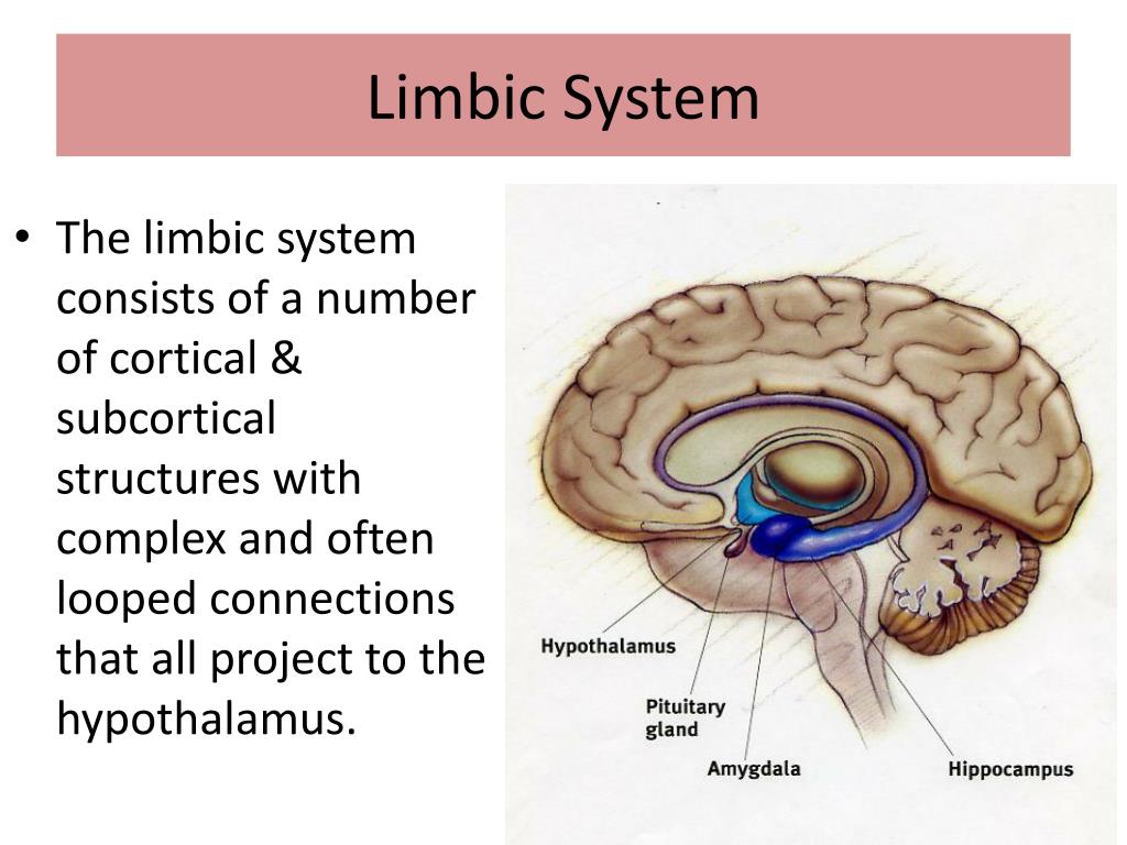 Limbic System Map
