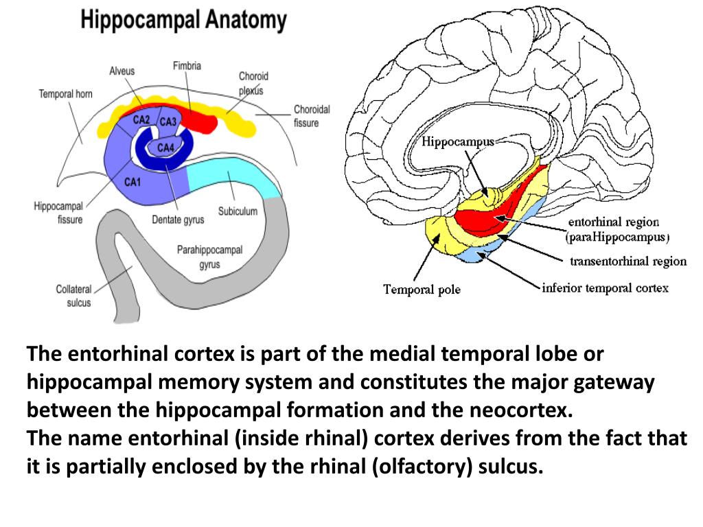 PPT Limbic System PowerPoint Presentation Free Download ID 2194319 PPT Limbic System PowerPoint Presentation Free Download ID 2194319
