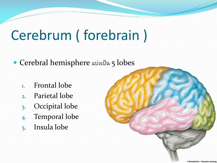 PPT - Basic principle in neuroanatomy PowerPoint Presentation - ID:2194395