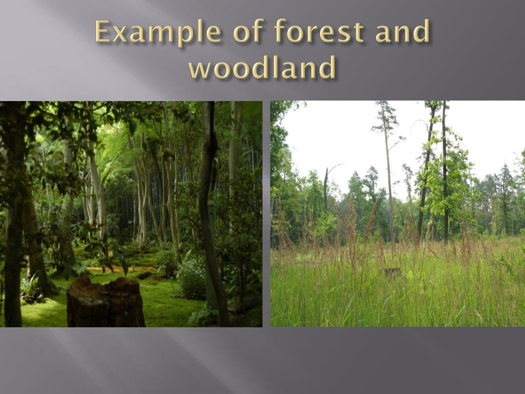 PPT Conservation forests PowerPoint Presentation, free download ID