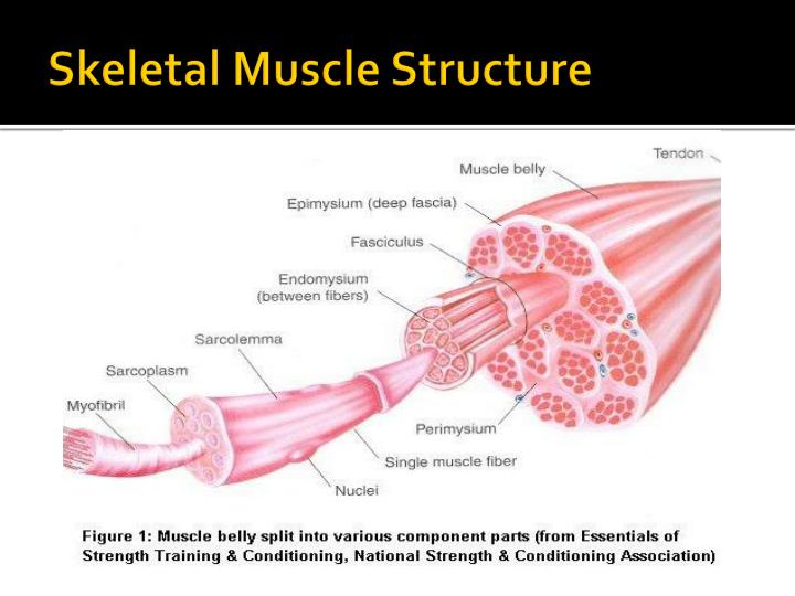 ppt muscle structure and function powerpoint muscle structure