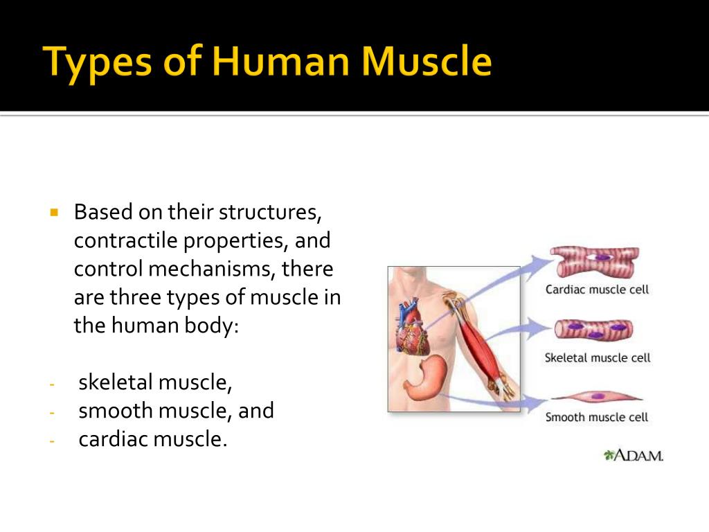 PPT - Muscle Structure and Function PowerPoint Presentation, free download  - ID:2195047