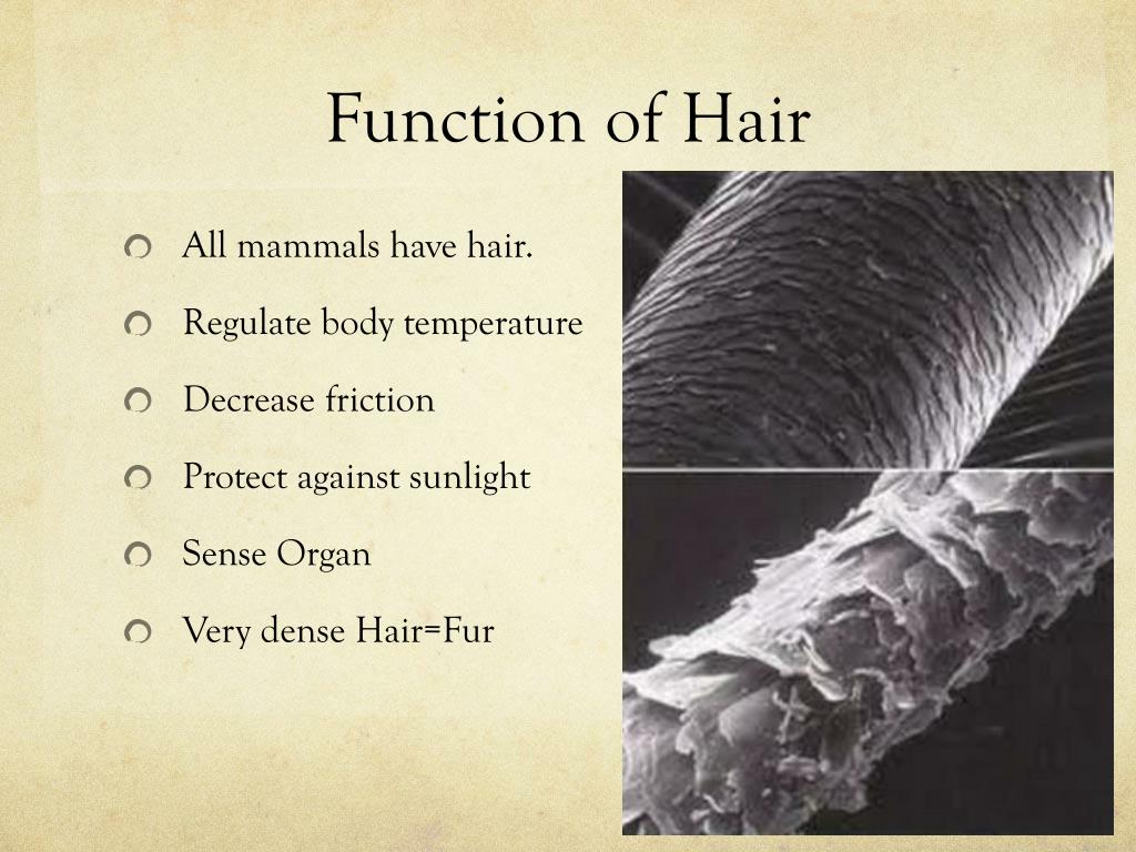 PPT - Chapter 3 THE STUDY OF HAIR PowerPoint Presentation, free download - ID:2195058 PPT - Chapter 3 THE STUDY OF HAIR PowerPoint Presentation, free download - ID:2195058