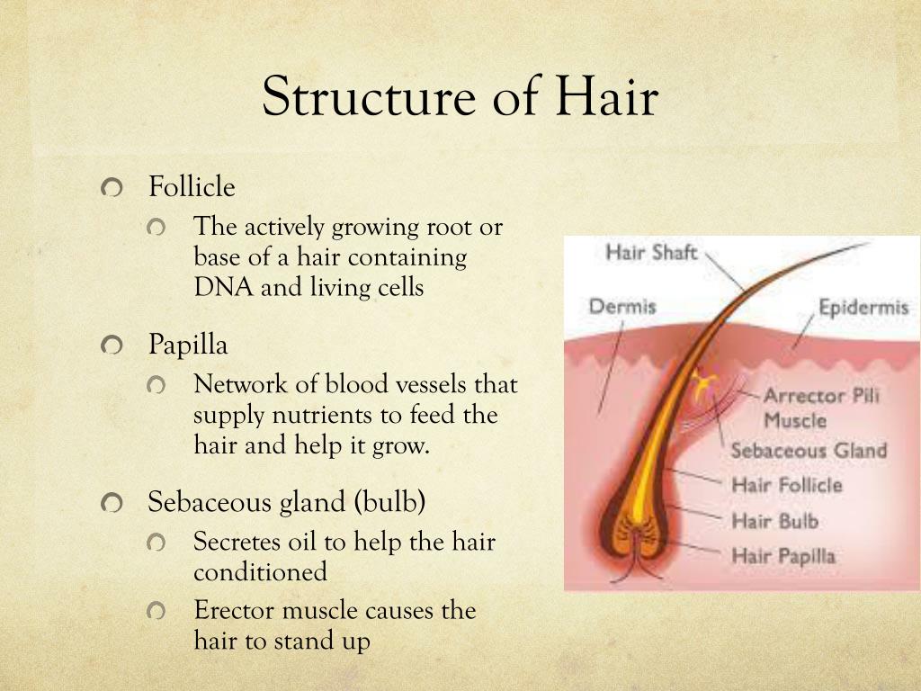 Ppt Chapter 3 The Study Of Hair Powerpoint Presentation Free