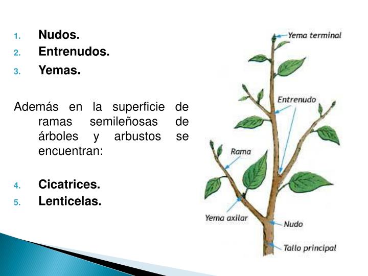 PPT - Tallo PowerPoint Presentation - ID:2196428