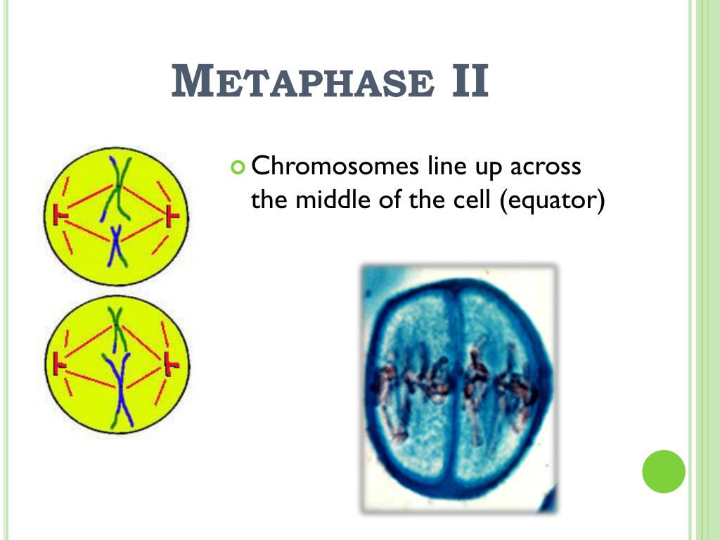 PPT - ### Understanding Meiosis: Cell Division and Genetic Inheritance ...