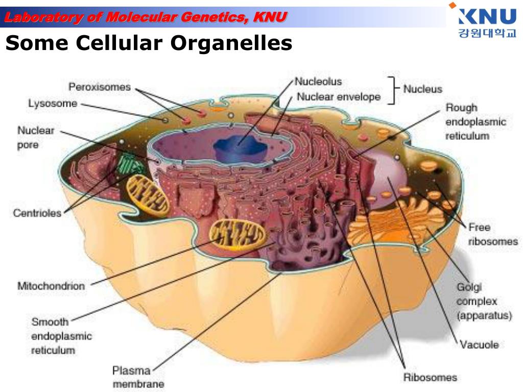 Лизосома мембранный органоид. Одномембранные органоиды клетки. Субмикроскопические органеллы клетки. Строение одномембранной клетки. Строение одномембранных органоидов клетки.