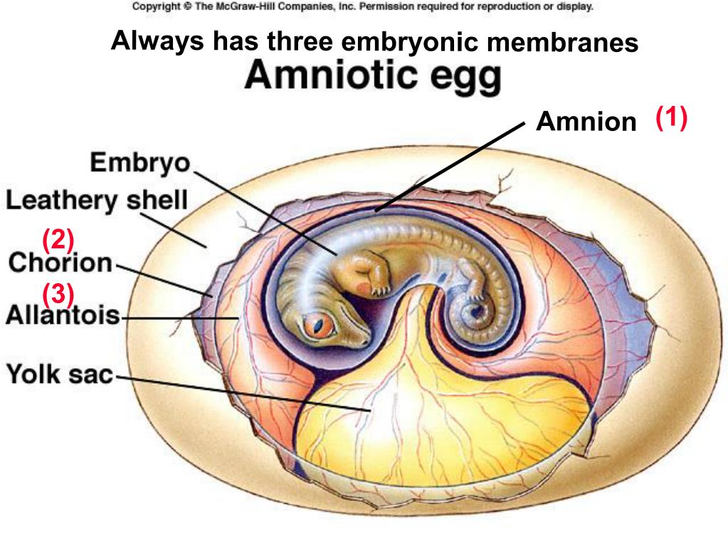 Оболочка яйца рептилий. Амнион хорион аллантоис. Строение амниона. Зародышевые оболочки человека. Зародышевые оболочки амниот.