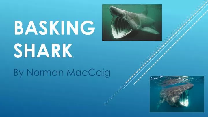 basking shark n.