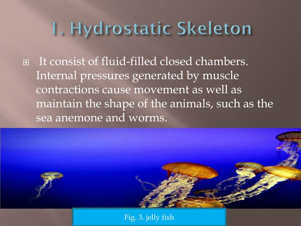 hydrostatic skeleton animals