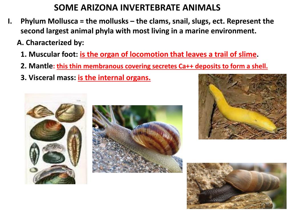 PPT - SOME ARIZONA INVERTEBRATE ANIMALS PowerPoint Presentation, free  download - ID:2200814