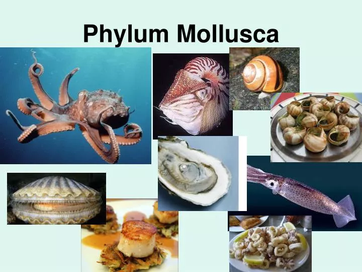 PPT Phylum Mollusca PowerPoint Presentation free PPT Phylum Mollusca PowerPoint Presentation free
