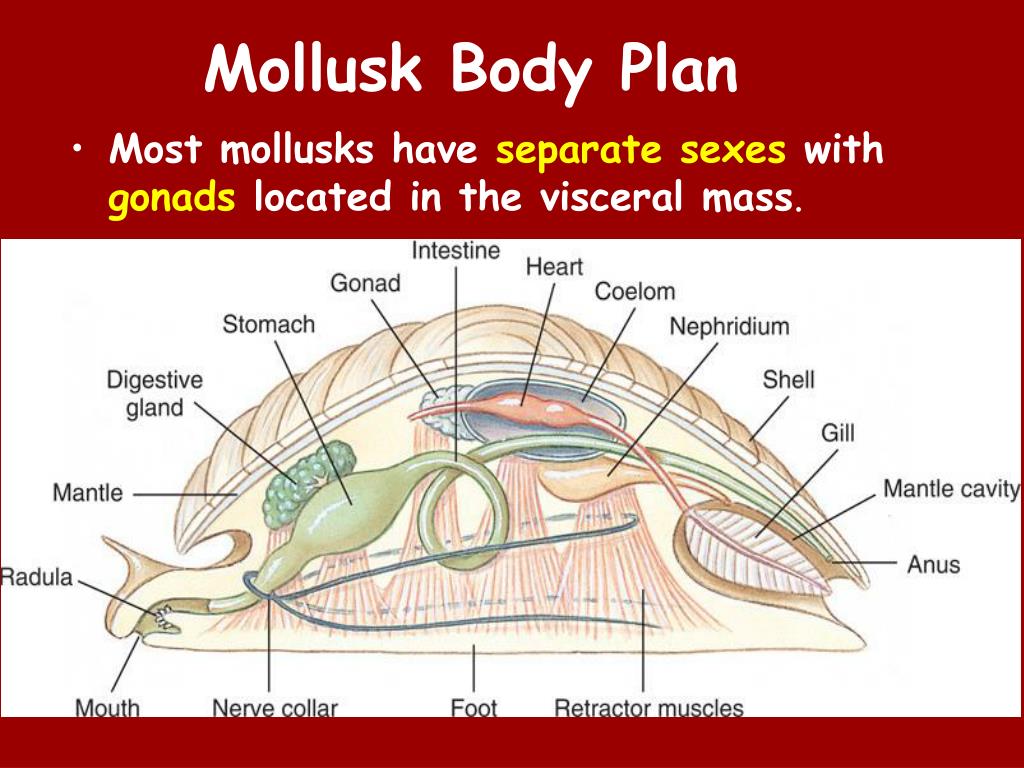 PPT Mollusks PowerPoint Presentation Free Download ID 2200866