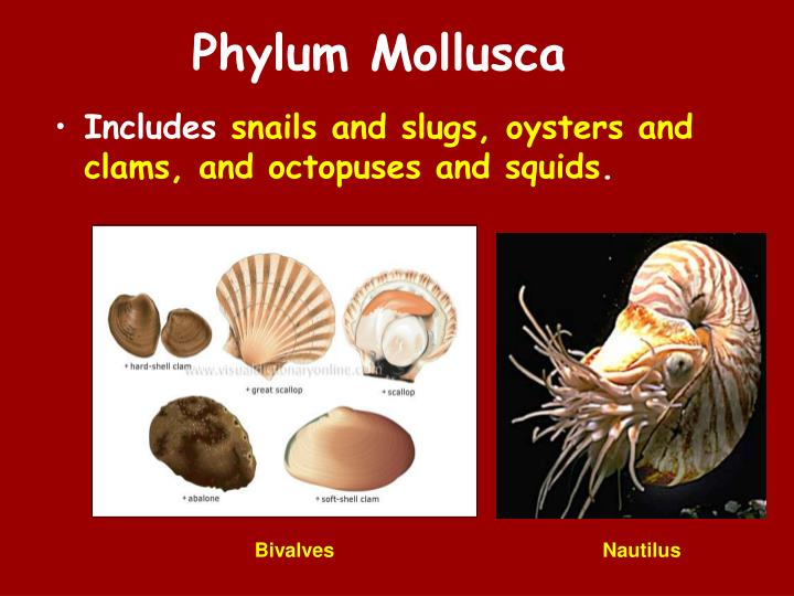 PPT Mollusks PowerPoint Presentation ID2200866